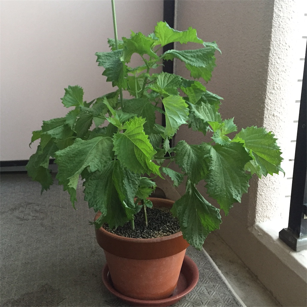 f:id:kotamawo:20180805095039j:image f:id:kotamawo:20180805095039j:image