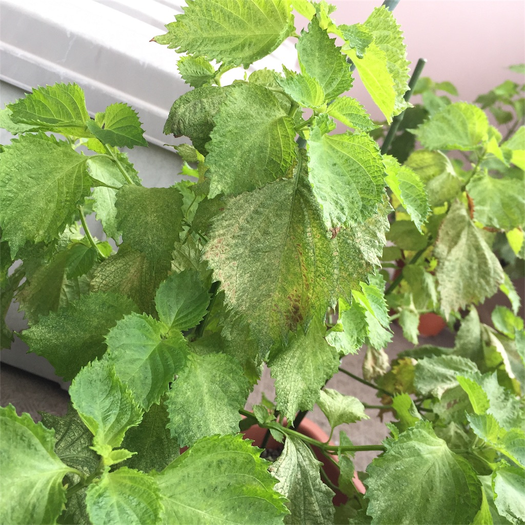 f:id:kotamawo:20180823083205j:image