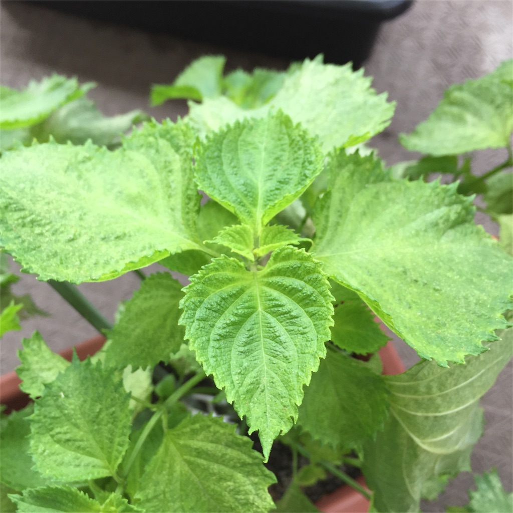 f:id:kotamawo:20180823083209j:image