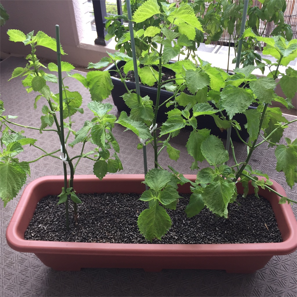 f:id:kotamawo:20180823083226j:image