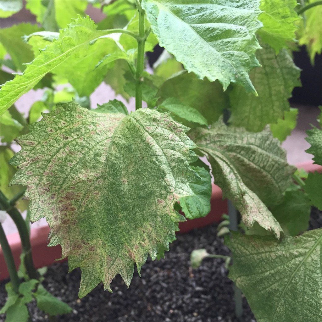 f:id:kotamawo:20180823083253j:image