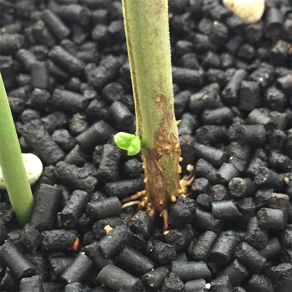 f:id:kotamawo:20180913093808j:image