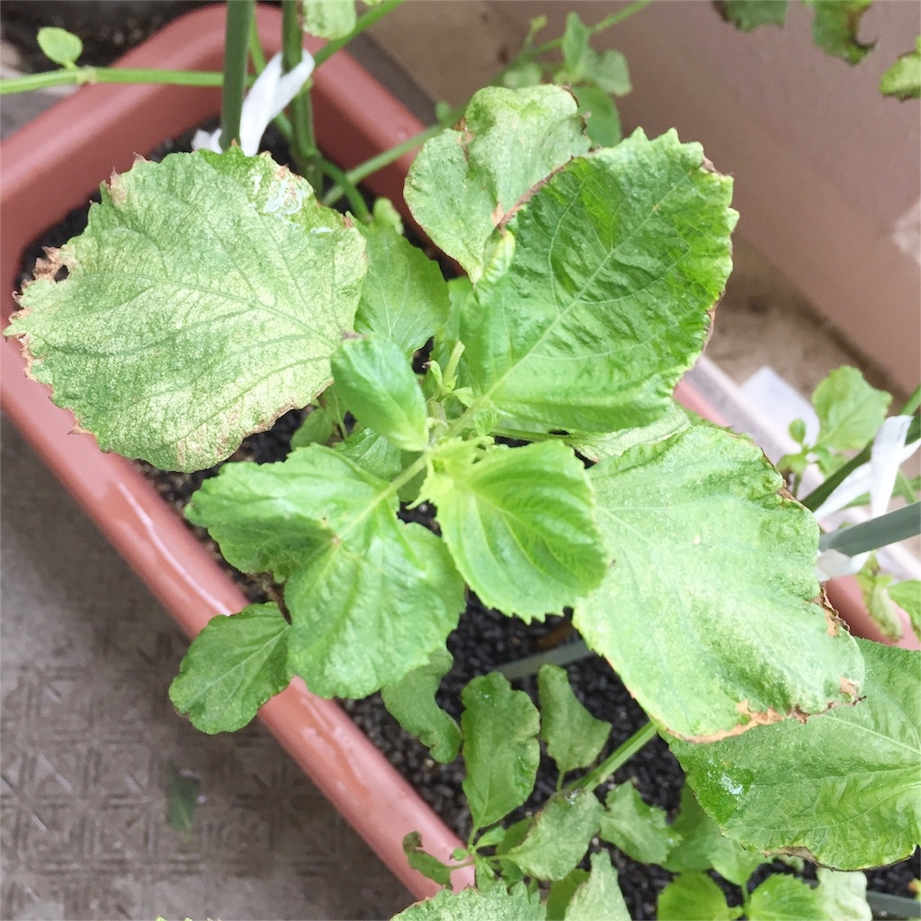 f:id:kotamawo:20180913094526j:plain