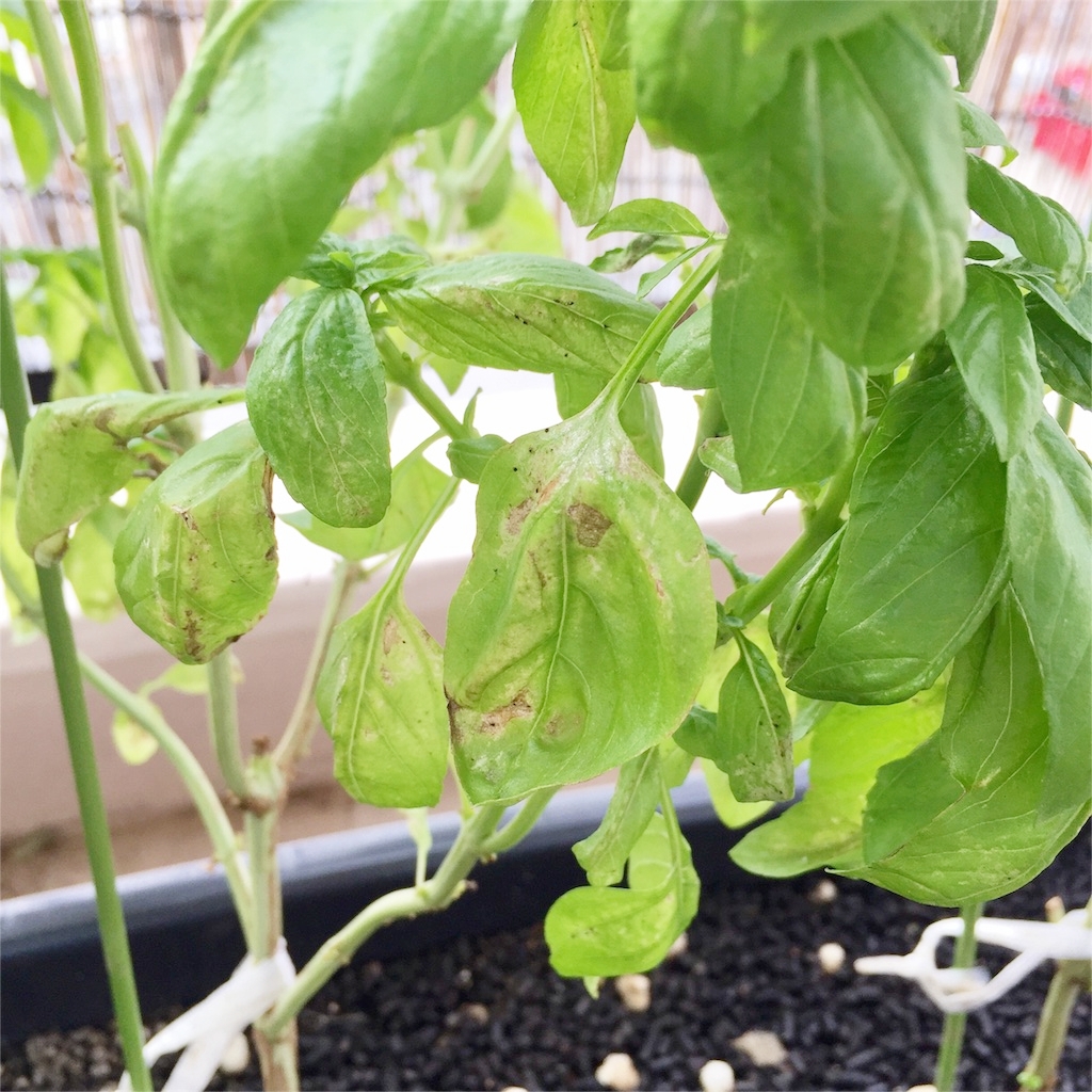 f:id:kotamawo:20180913094558j:plain