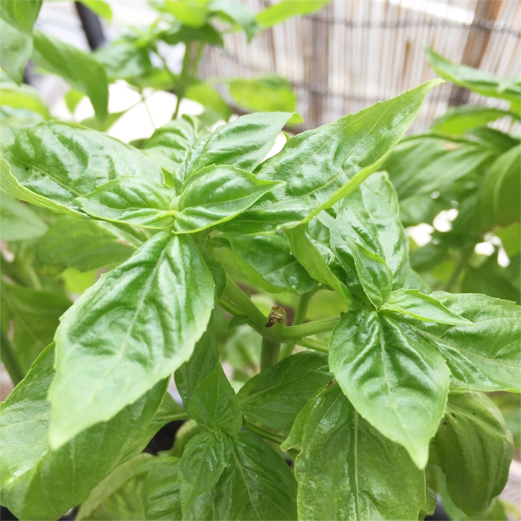 f:id:kotamawo:20180913101021j:plain