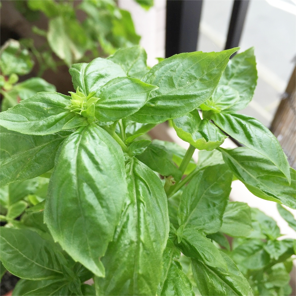 f:id:kotamawo:20180913101212j:plain