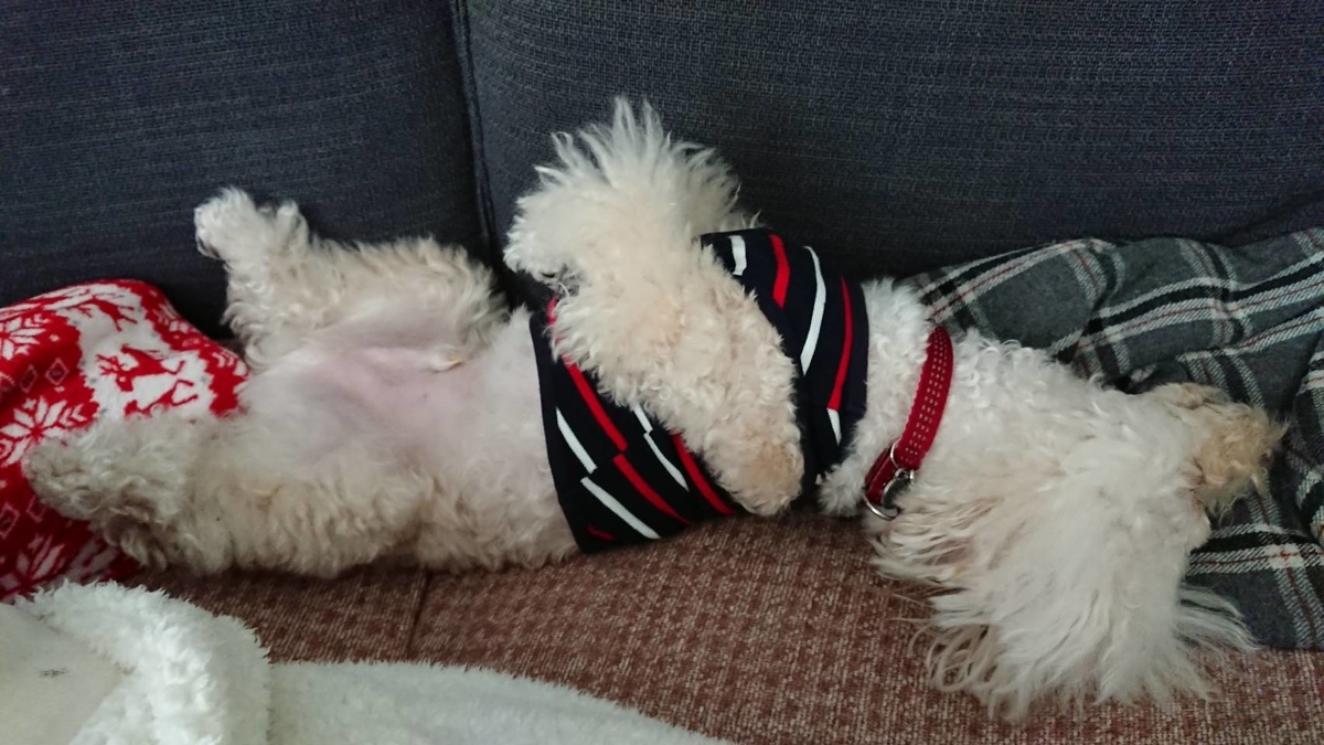 f:id:kotaro-dog:20210403232314j:plain