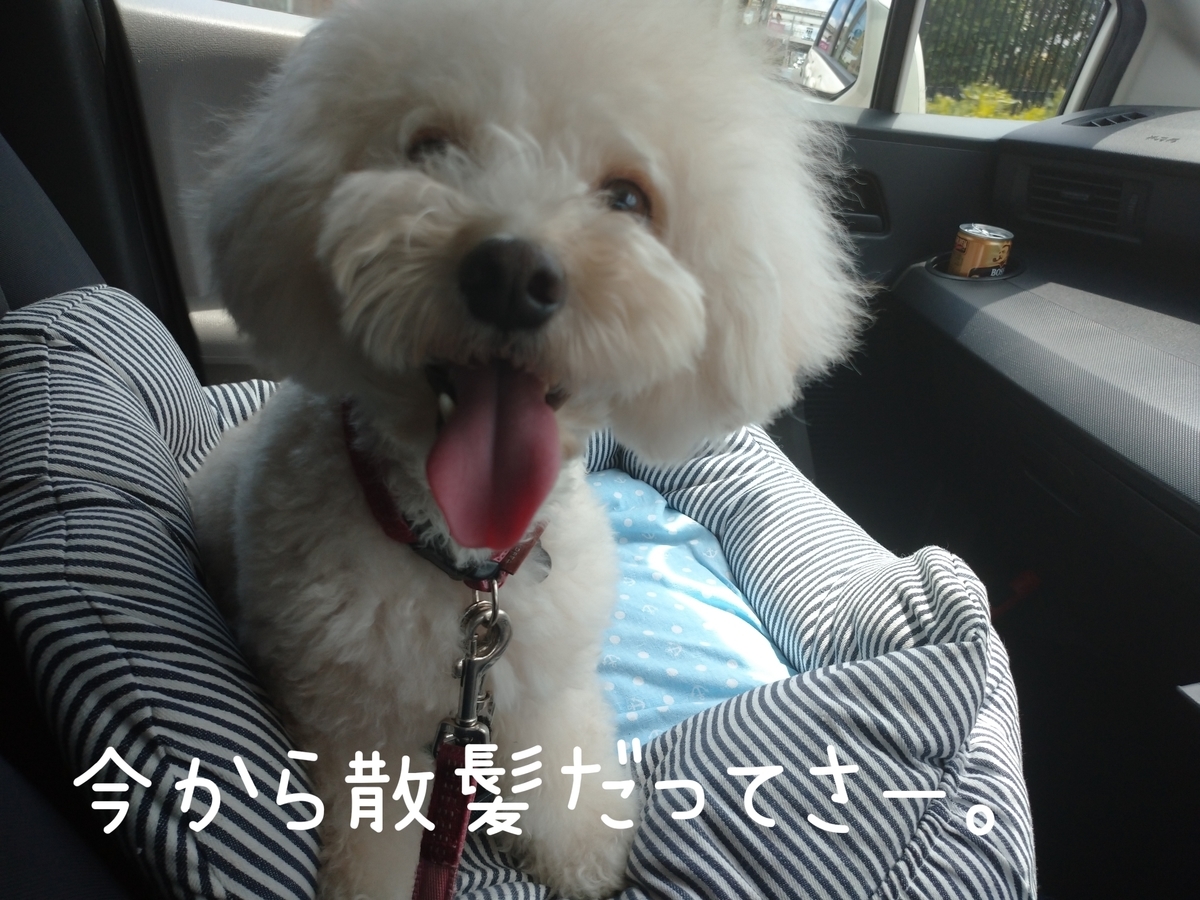 f:id:kotaro-dog:20210725211417j:plain