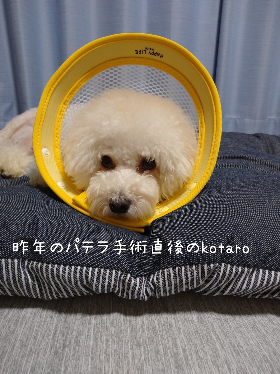 f:id:kotaro-dog:20210729235034j:plain