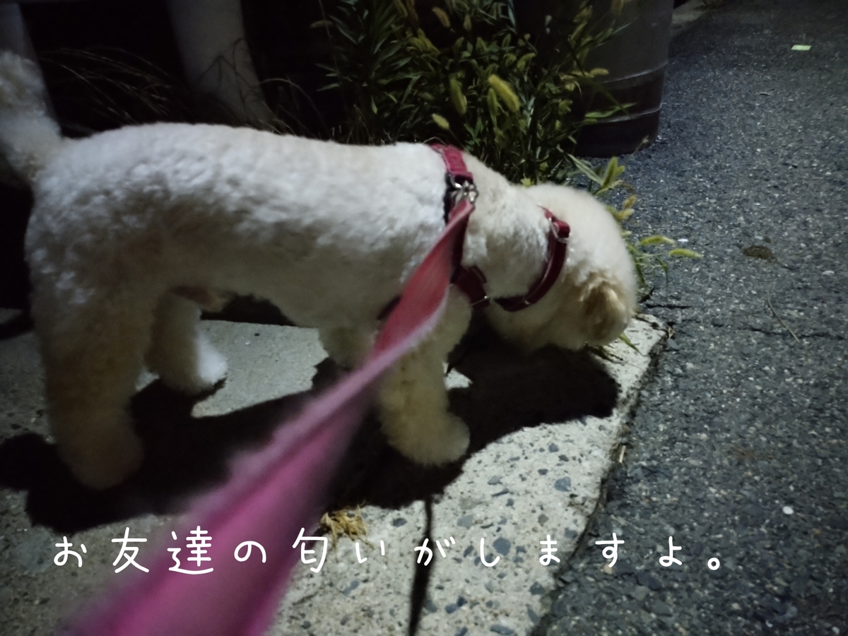 f:id:kotaro-dog:20210804012614j:plain