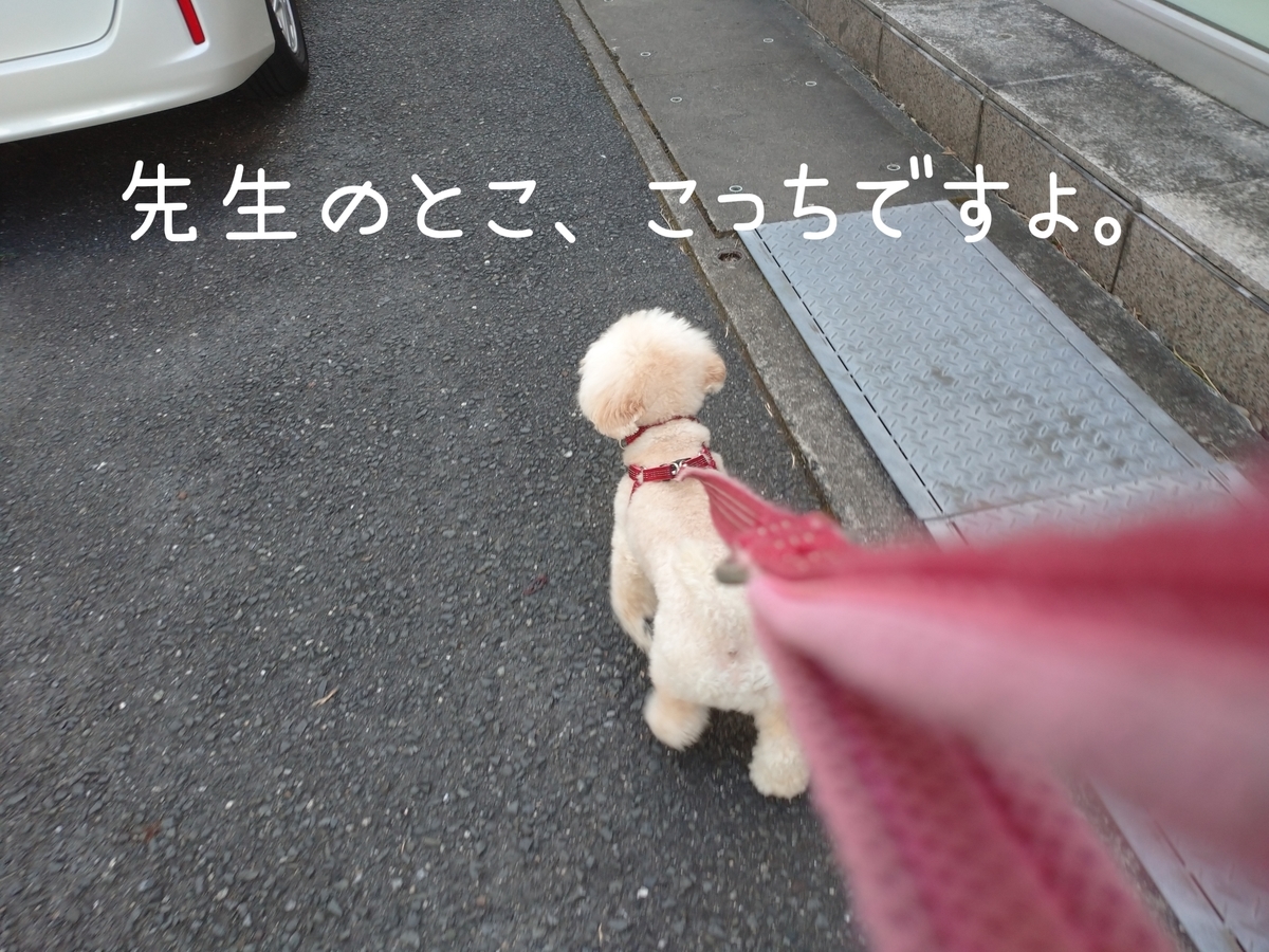 f:id:kotaro-dog:20210811021613j:plain