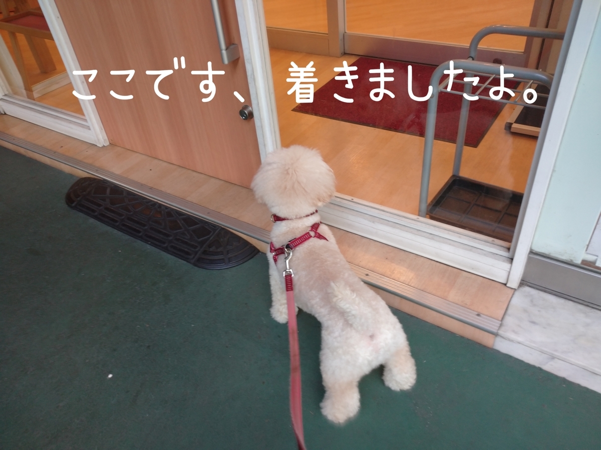 f:id:kotaro-dog:20210811021826j:plain