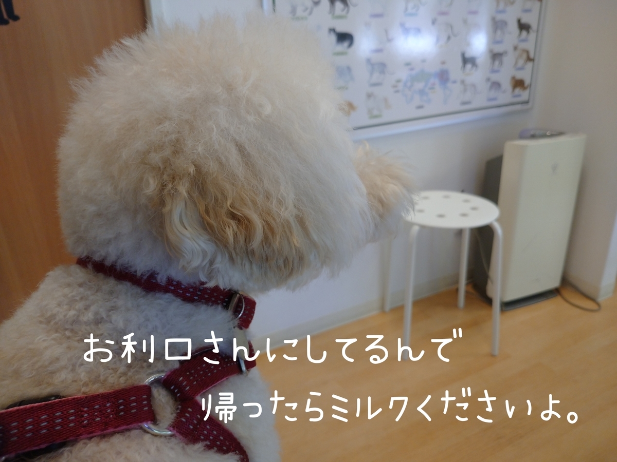 f:id:kotaro-dog:20210811022516j:plain