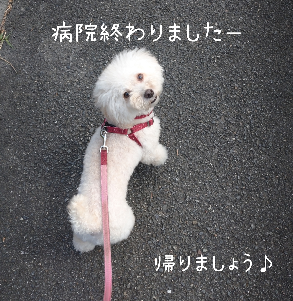 f:id:kotaro-dog:20210811023720j:plain