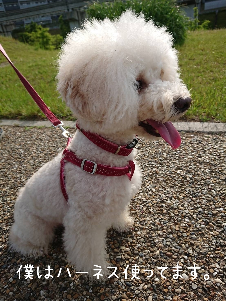 f:id:kotaro-dog:20210817014417j:plain