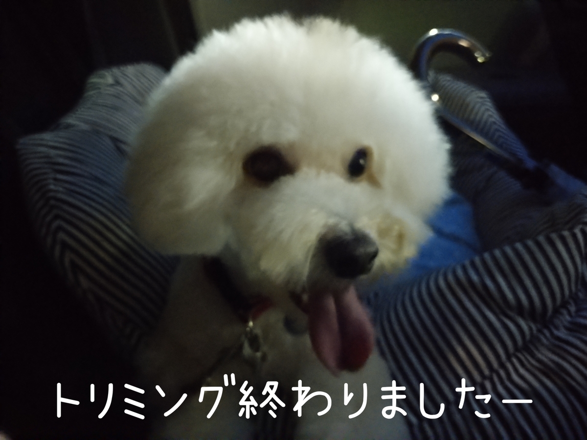 f:id:kotaro-dog:20210821224719j:plain