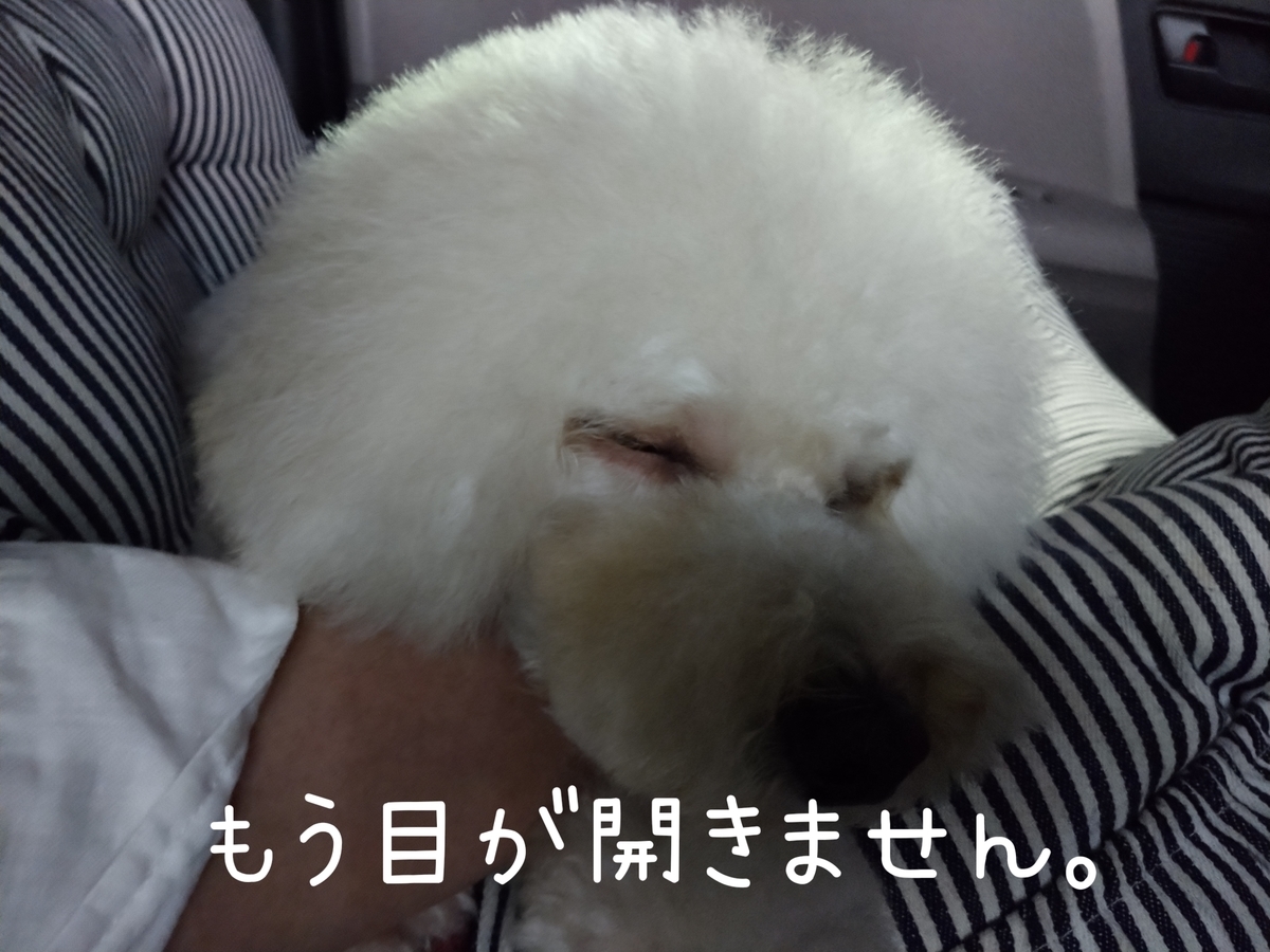 f:id:kotaro-dog:20210821224738j:plain