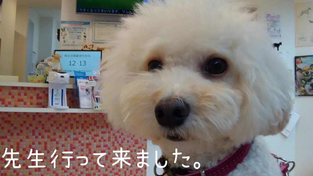 f:id:kotaro-dog:20210904170053j:plain