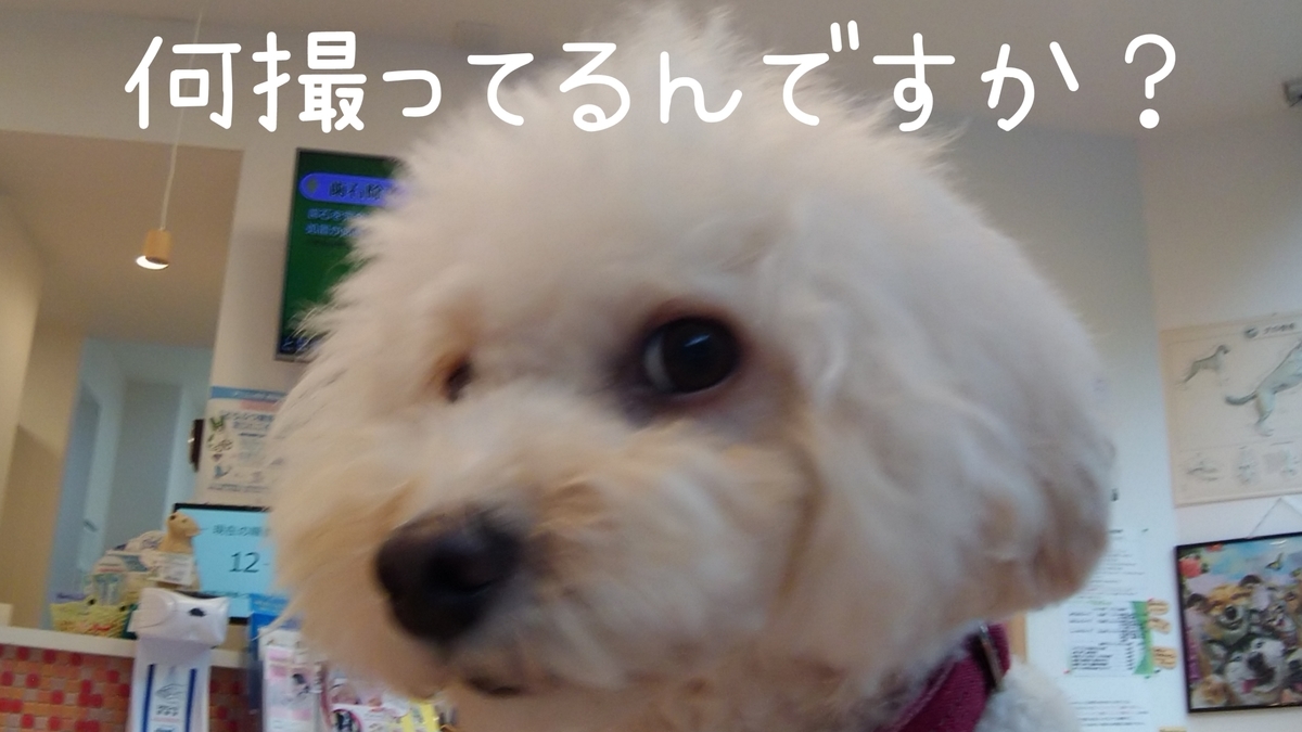 f:id:kotaro-dog:20210904174639j:plain