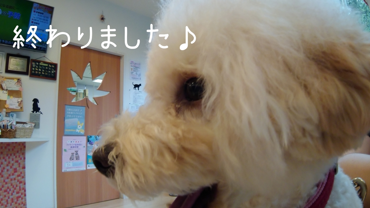 f:id:kotaro-dog:20210904181418j:plain