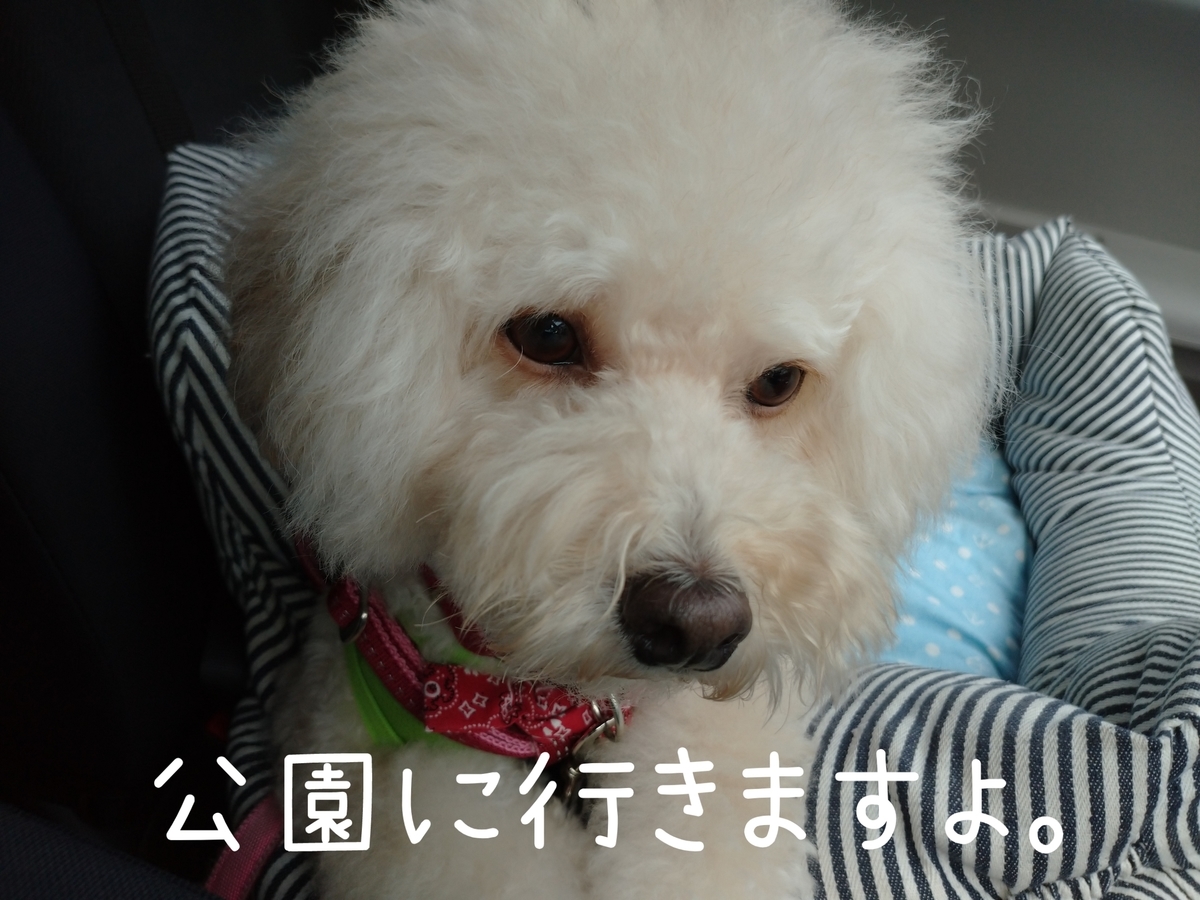 f:id:kotaro-dog:20210905202852j:plain