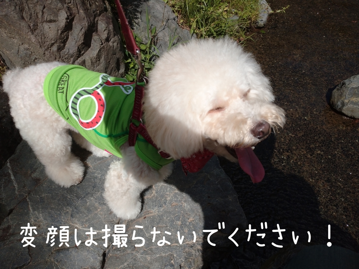 f:id:kotaro-dog:20210905211210j:plain