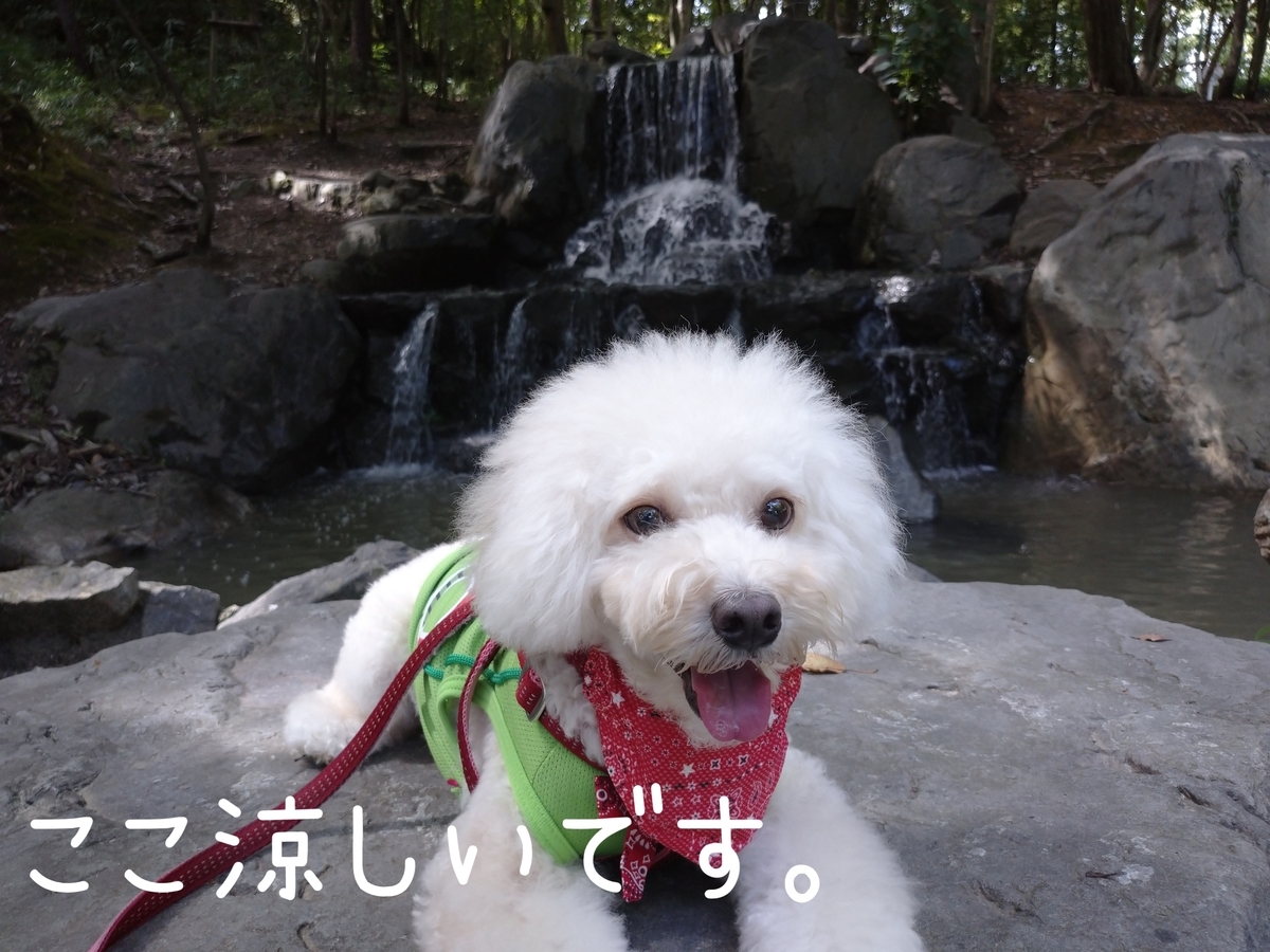 f:id:kotaro-dog:20210905211245j:plain