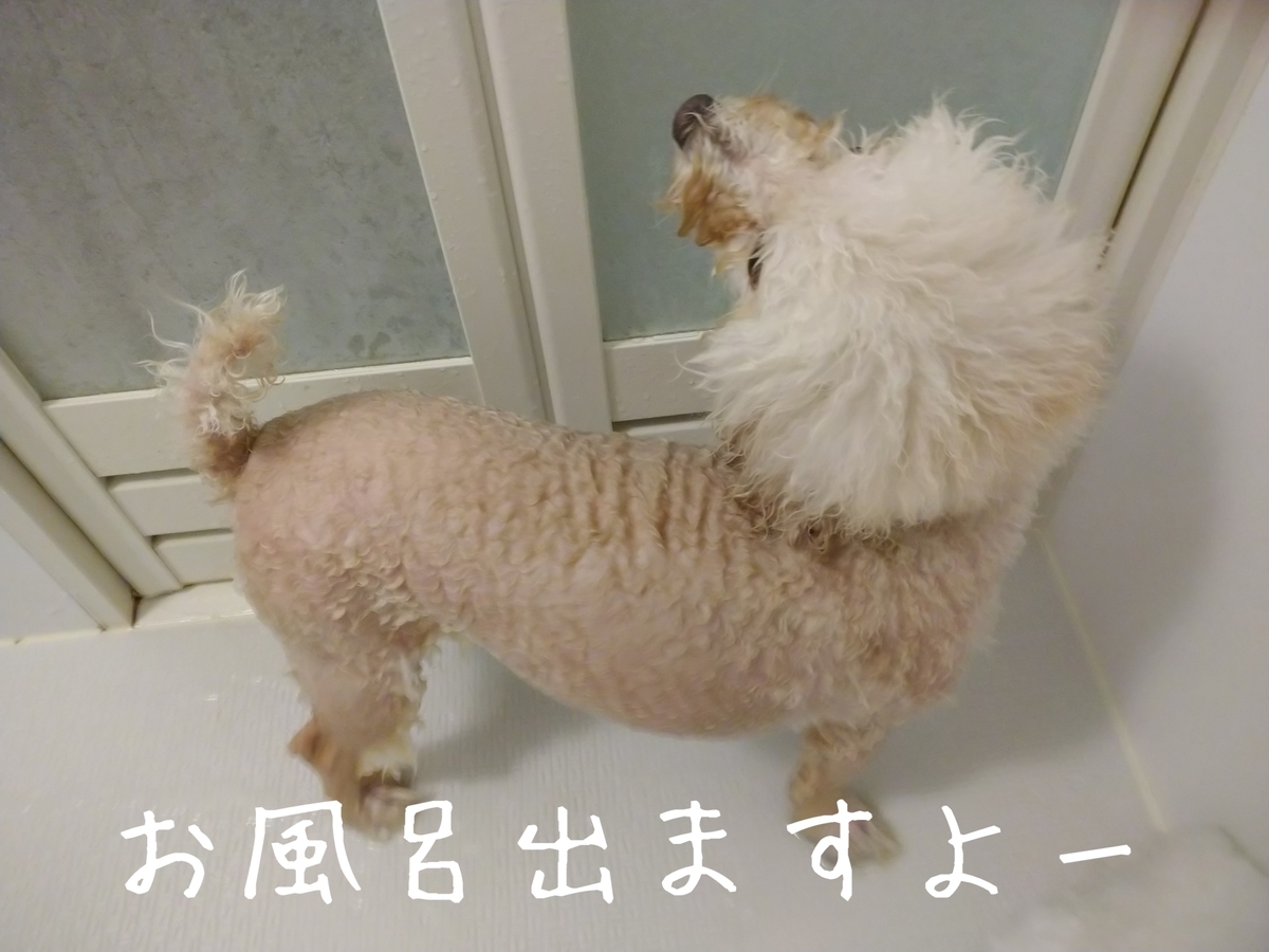 f:id:kotaro-dog:20210905212802j:plain