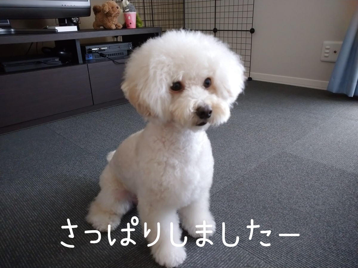 f:id:kotaro-dog:20210905212855j:plain