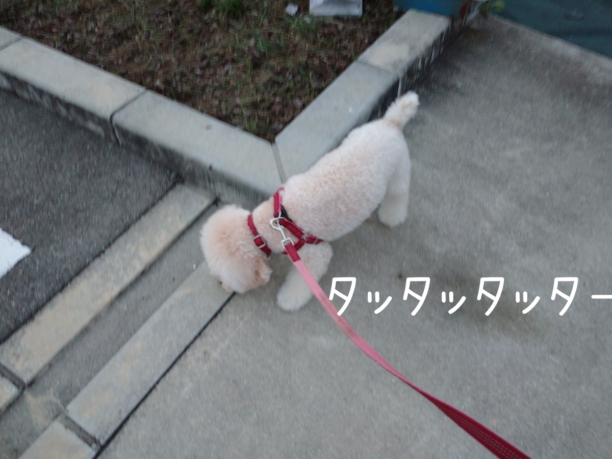 f:id:kotaro-dog:20210912221108j:plain