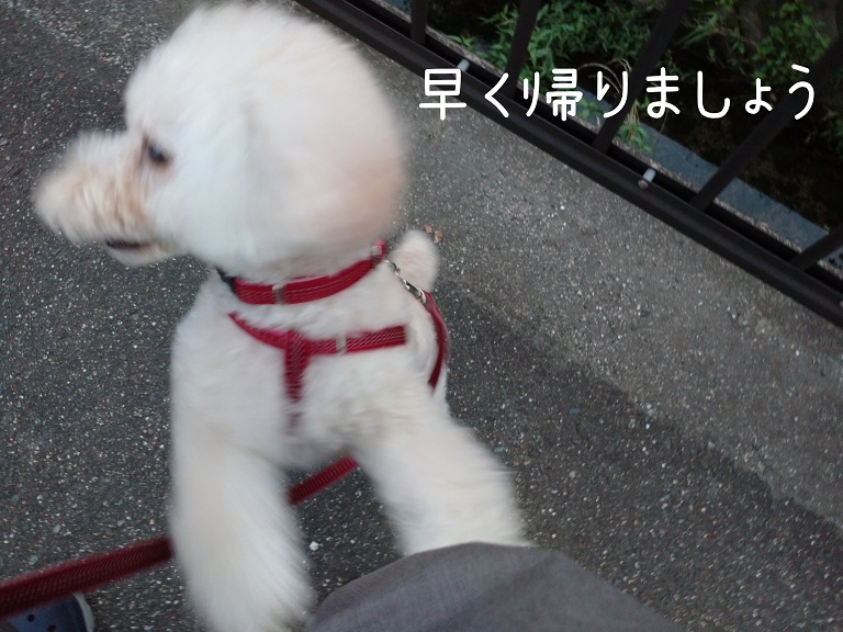 f:id:kotaro-dog:20210912221337j:plain