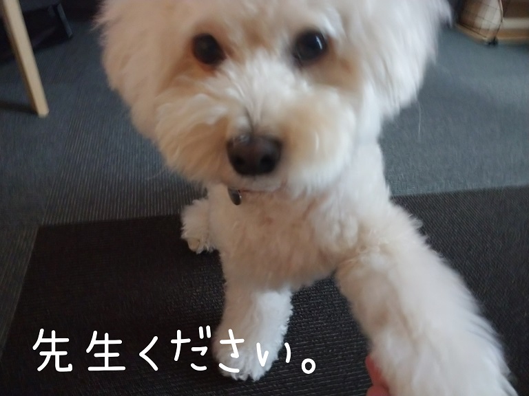 f:id:kotaro-dog:20210918194945j:plain