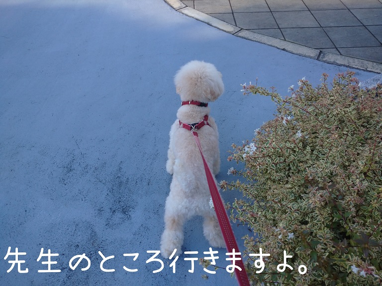 f:id:kotaro-dog:20210918195235j:plain