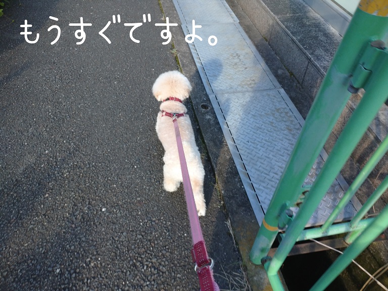 f:id:kotaro-dog:20210918195405j:plain