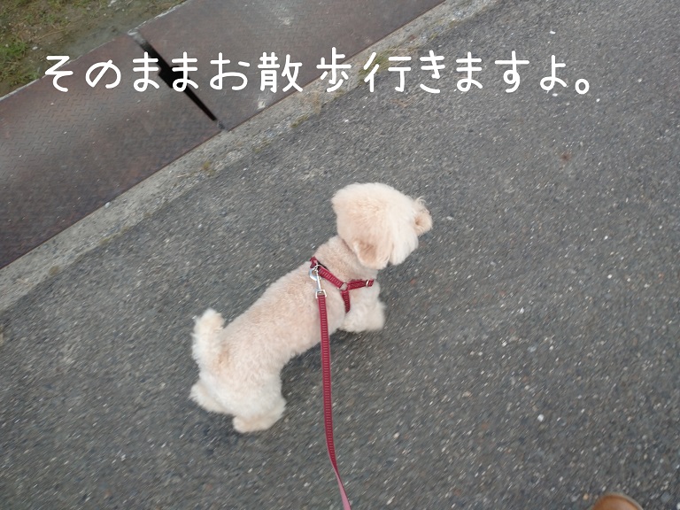 f:id:kotaro-dog:20210918200316j:plain