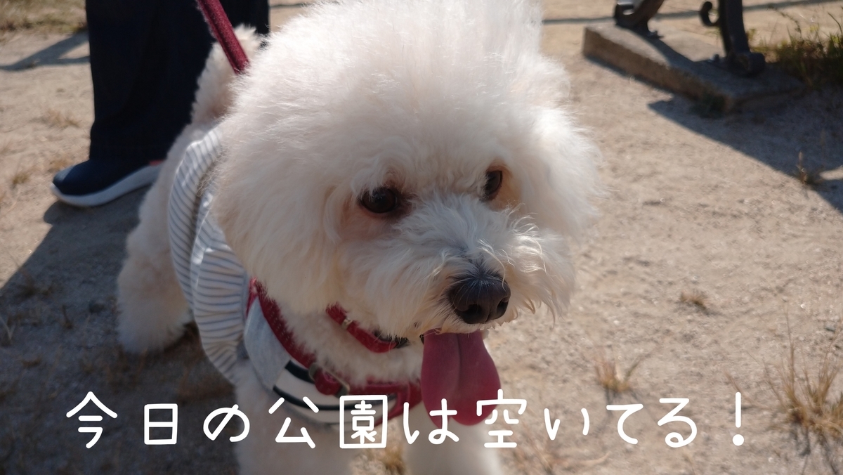 f:id:kotaro-dog:20211016144127j:plain