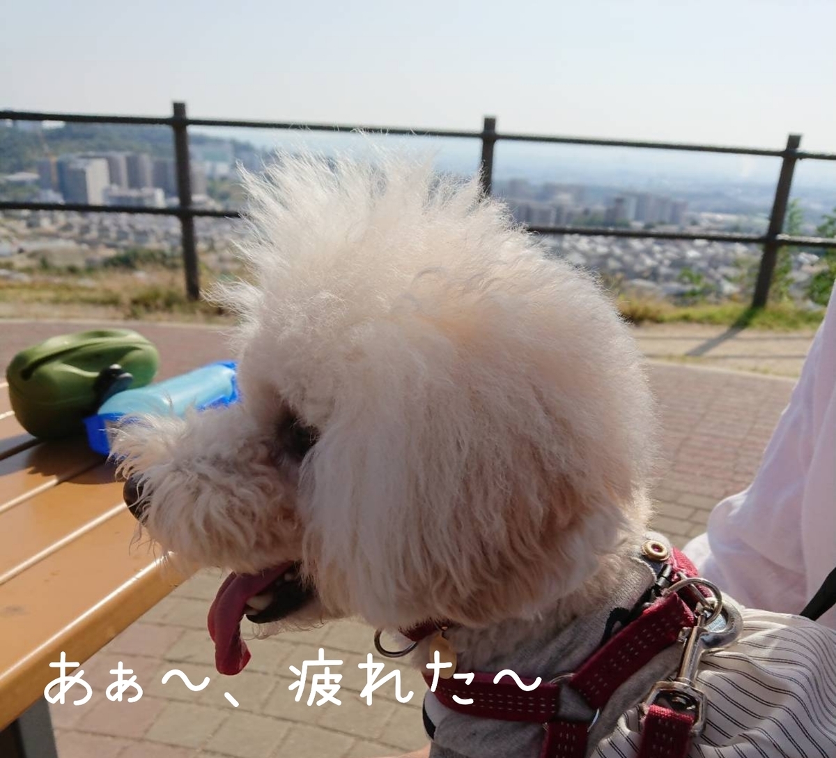 f:id:kotaro-dog:20211016144242j:plain