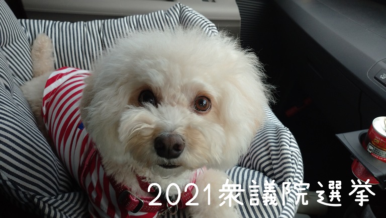 f:id:kotaro-dog:20211031214459j:plain