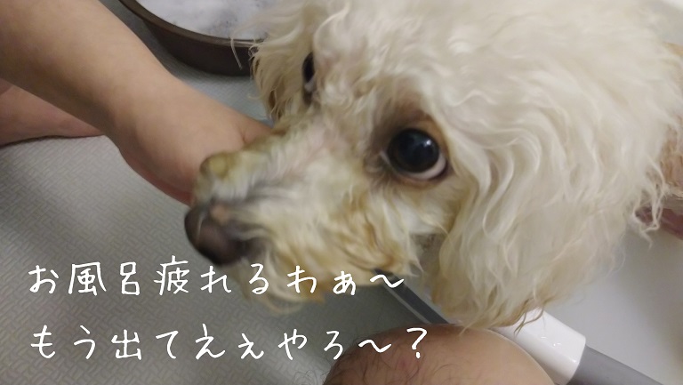 f:id:kotaro-dog:20211031215821j:plain