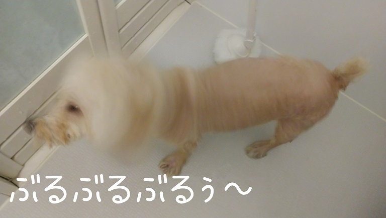 f:id:kotaro-dog:20211031215854j:plain