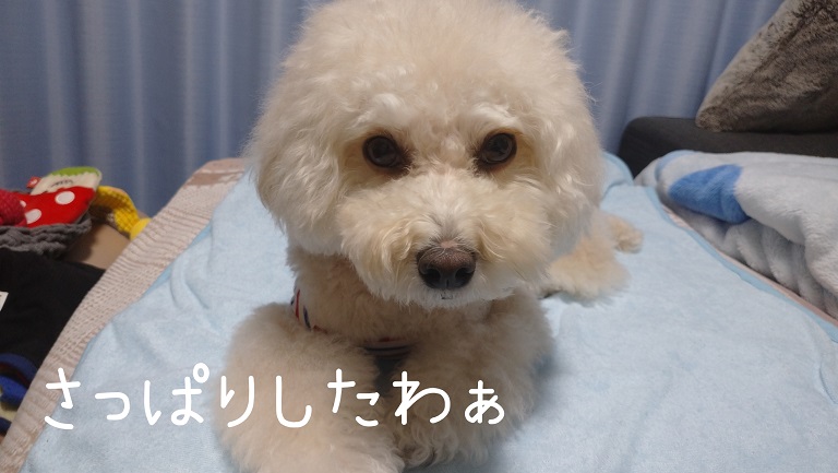 f:id:kotaro-dog:20211031215919j:plain