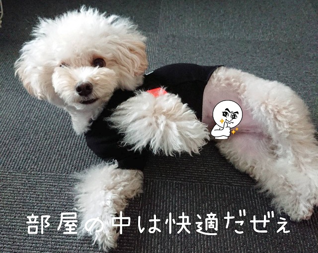 f:id:kotaro-dog:20211106004102j:plain