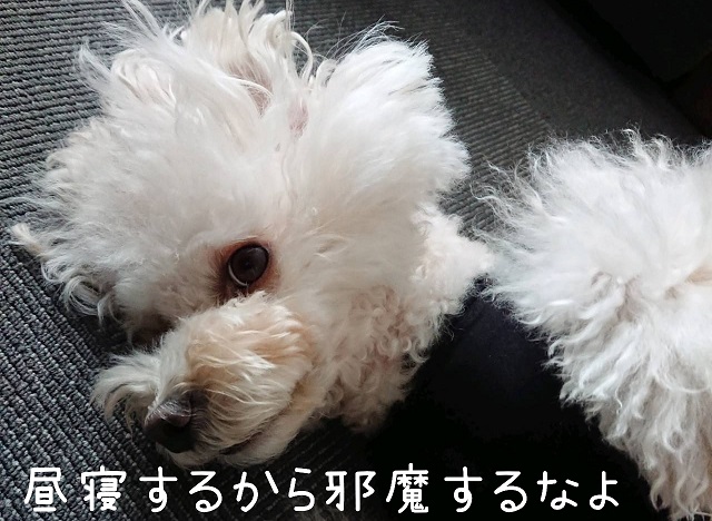 f:id:kotaro-dog:20211106004136j:plain