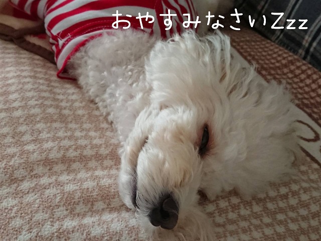 f:id:kotaro-dog:20211106004158j:plain