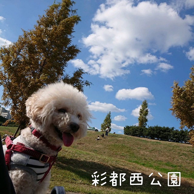 f:id:kotaro-dog:20211107213647j:plain