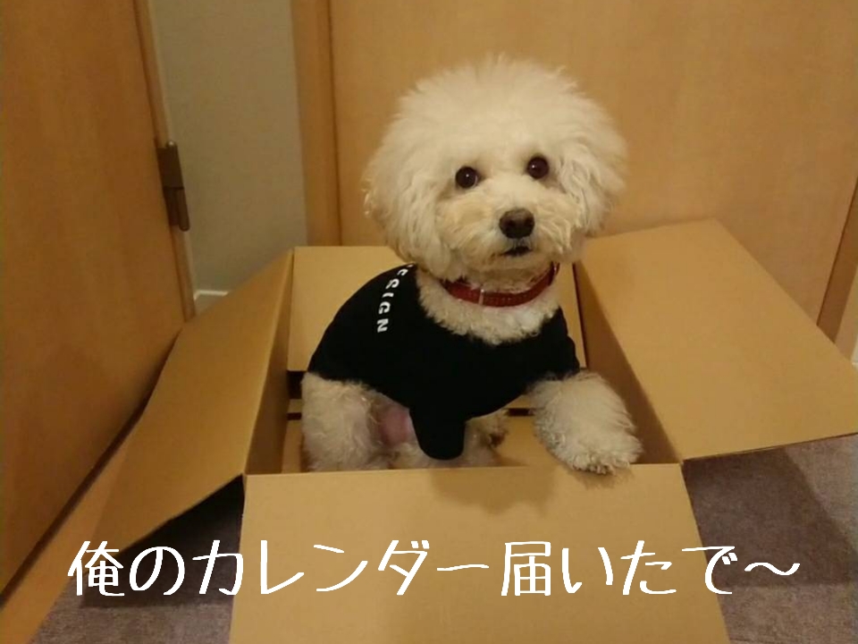 f:id:kotaro-dog:20211120211753j:plain