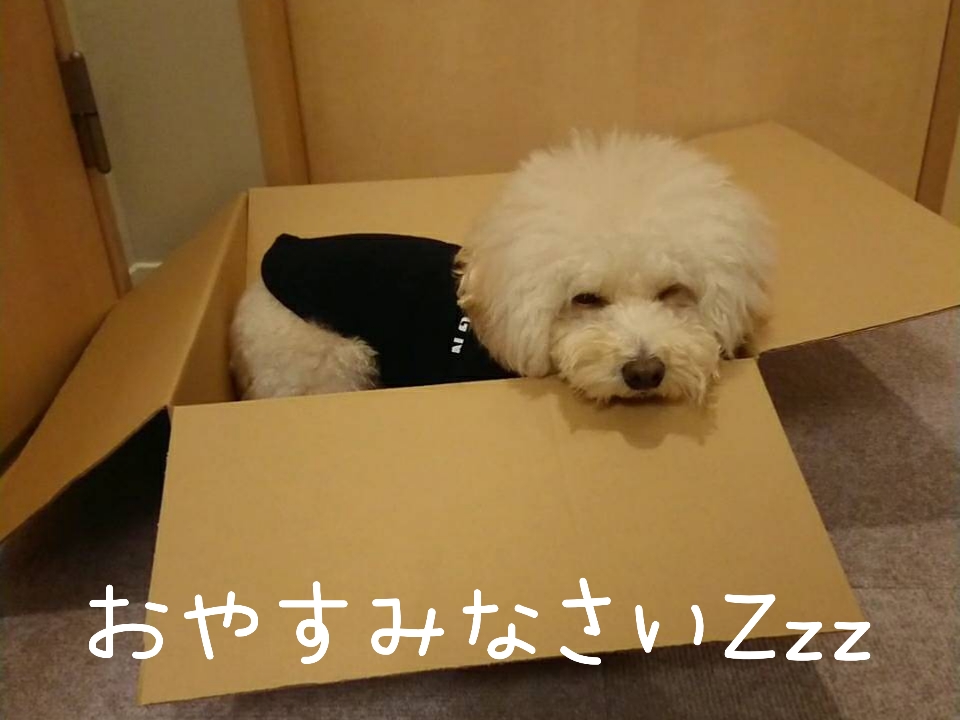 f:id:kotaro-dog:20211120225902j:plain