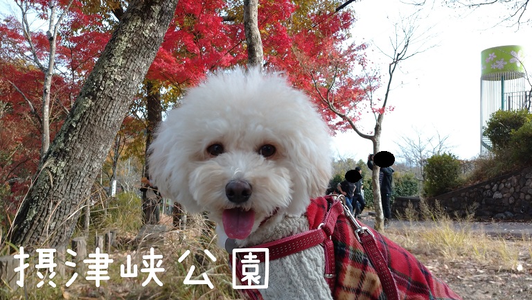 f:id:kotaro-dog:20211121183820j:plain