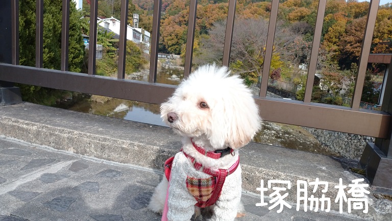 f:id:kotaro-dog:20211121215223j:plain