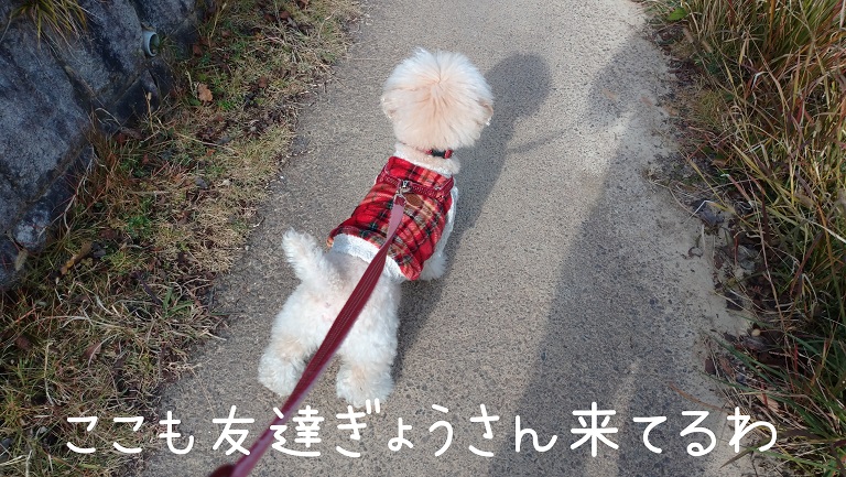 f:id:kotaro-dog:20211121215335j:plain